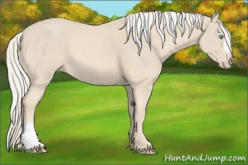 Horse Color:Cremello 