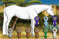 Horse Color:Gray Silver Bay 