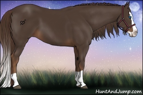 Horse Color:Liver Chestnut Splash 