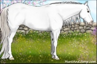 Horse Color:Chocolate Palomino Appaloosa