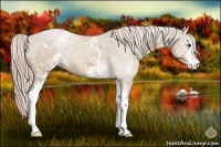Horse Color:White Spotted Palomino Sabino 