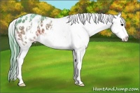 Horse Color:Watercolor White Spotted Bay Appaloosa