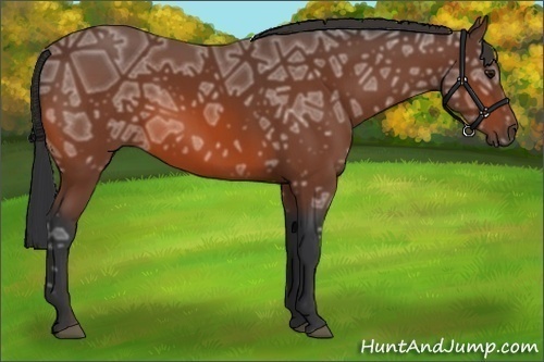 Horse Color:Bay Ice 