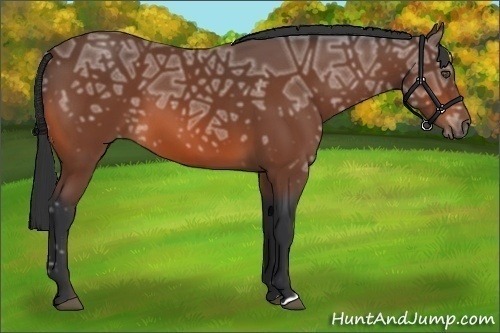 Horse Color:Bay Ice