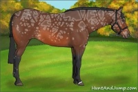 Horse Color:Bay Ice 