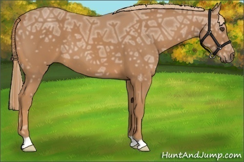 Horse Color:Chestnut Ice 