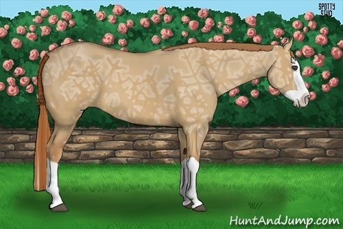 Horse Color:Red Dun Ice Splash