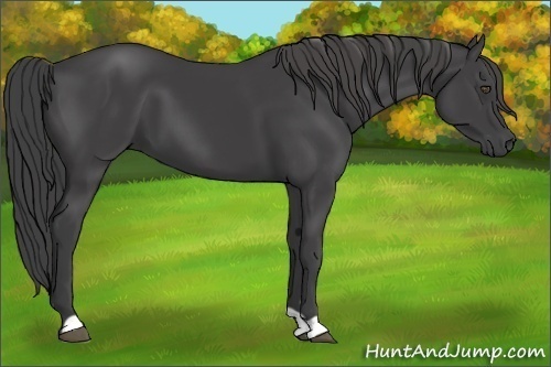 Horse Color:Smoky Black 