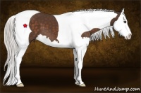 Horse Color:Silver Bay Splash Tobiano