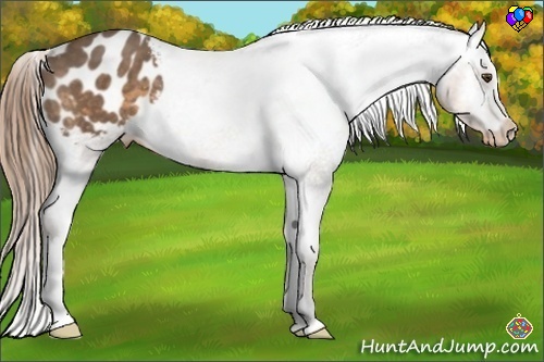 Horse Color:Buckskin Appaloosa 