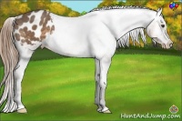 Horse Color:Buckskin Appaloosa 