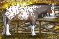 Horse Color:Brown Roan Splash Appaloosa 