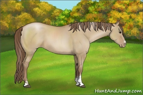 Horse Color:Grullo Pearl Sabino