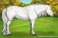 Horse Color:Silver Grullo Pearl Sabino Appaloosa 