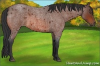 Horse Color:Bay Roan 