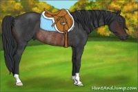 Horse Color:Brown Rabicano