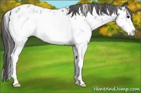 Horse Color:White Spotted Black Ice Near Leopard 