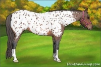 Horse Color:Bay Appaloosa