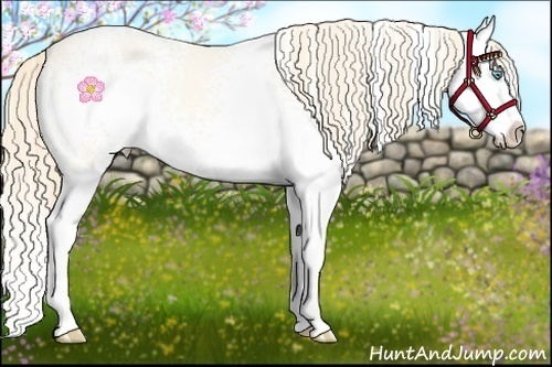 Horse Color:White Spotted Perlino Sabino Splash 