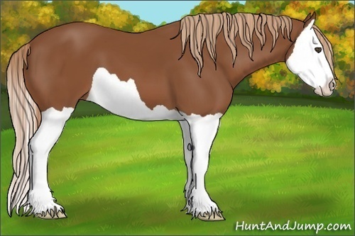 Horse Color:Chestnut Splash 