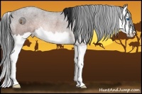 Horse Color:Brown Roan Splash Rabicano