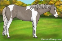 Horse Color:Silver Grullo Splash Tobiano
