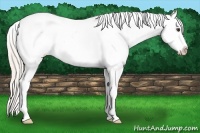 Horse Color:White Spotted Silver Bay Ice Dun Frame Appaloosa