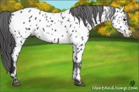 Horse Color:Black Appaloosa