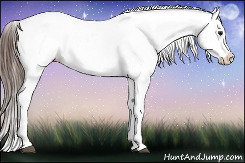 Horse Color:Brown Appaloosa Rabicano 