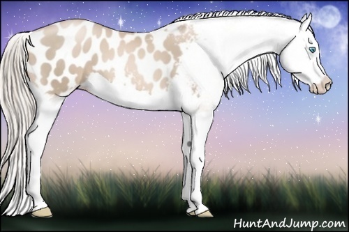 Horse Color:Chocolate Palomino Pearl Splash Appaloosa 