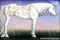 Horse Color:Chocolate Palomino Pearl Splash Appaloosa 