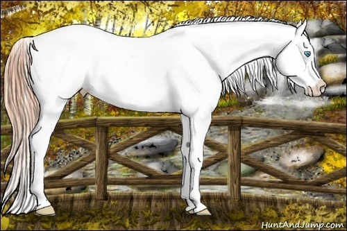 Horse Color:Buckskin Pearl Splash Near Leopard 