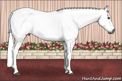 Horse Color:Gray White Spotted Black 