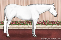 Horse Color:Gray White Spotted Black 