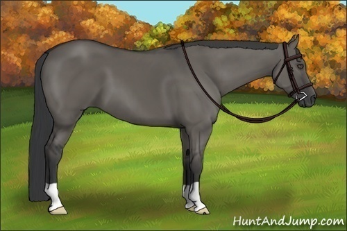 Horse Color:Grullo
