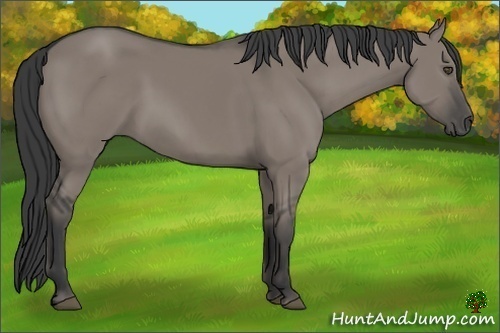 Horse Color:Grullo 