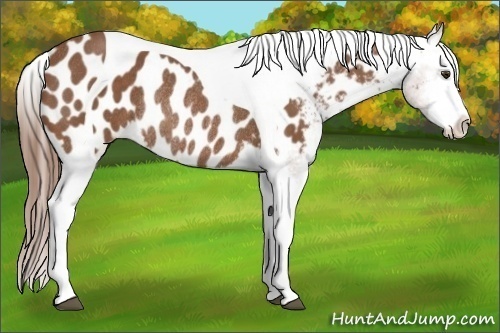 Horse Color:Chestnut Tobiano Blanket Rabicano 