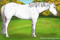 Horse Color:White Spotted Bay Roan Splash Appaloosa