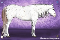 Horse Color:Bay Roan Dun Tobiano Leopard 