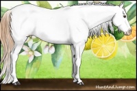Horse Color:White Spotted Red Dun Sabino Appaloosa Rabicano