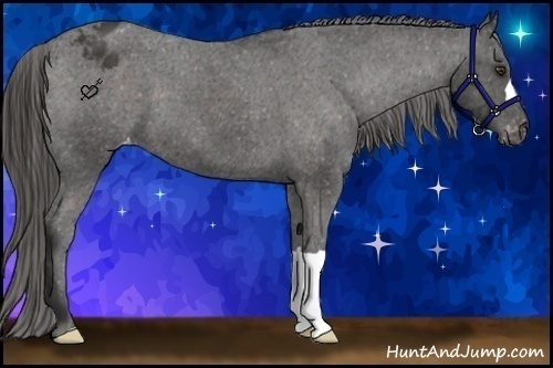 Horse Color:Liver Chestnut Appaloosa 
