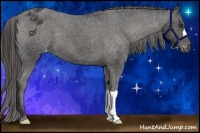 Horse Color:Liver Chestnut Appaloosa 