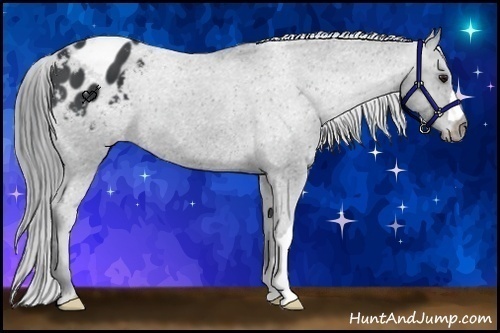 Horse Color:Black Chinchilla Appaloosa