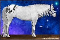 Horse Color:Black Chinchilla Appaloosa