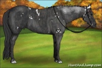 Horse Color:White Spotted Blue Roan Rabicano  Brindle