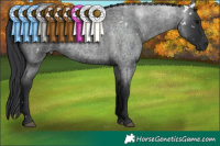 Horse Color:White Spotted Blue Roan Rabicano  Brindle
