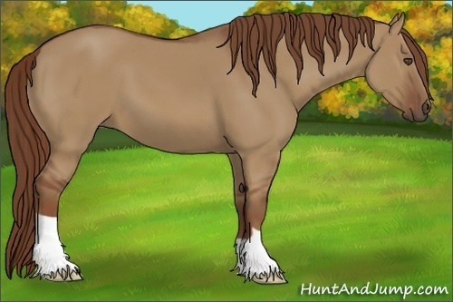 Horse Color:Unknown 