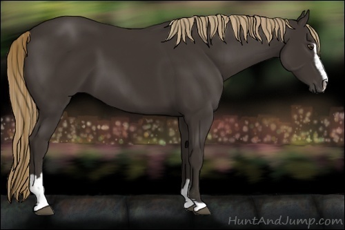 Horse Color:Liver Chestnut Sabino 