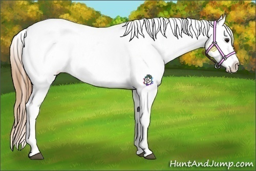 Horse Color:Buckskin Roan Blanket 