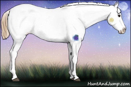 Horse Color:Smoky Blue Roan Sabino Varnish Rabicano 